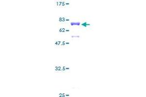 MAGEB1 Protein (AA 1-347) (GST tag)