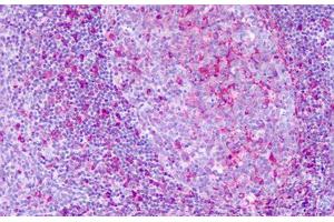 Anti-KISS1R / GPR54 antibody IHC staining of human tonsil, cerebellum. (KISS1R antibody  (Extracellular Domain))