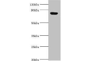 Western blot All lanes: Aryl hydrocarbon receptor nuclear translocator 2 antibody at 4 μg/mL + Hela whole cell lysate Secondary Goat polyclonal to rabbit IgG at 1/10000 dilution Predicted band size: 79, 78 kDa Observed band size: 79 kDa (ARNT2 antibody  (AA 440-690))