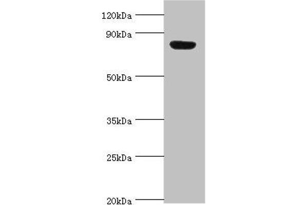 ARNT2 抗体  (AA 440-690)