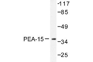 Image no. 1 for anti-phosphoprotein Enriched in Astrocytes 15 (PEA15) antibody (ABIN272058) (PEA15 antibody)