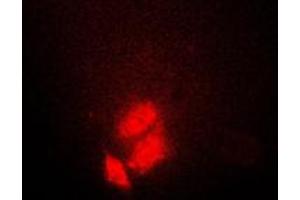 Immunofluorescent analysis of TSC22 staining in HeLa cells. (TSC22D1 antibody  (C-Term))