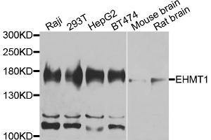Western blot analysis of extracts of various cell lines, using EHMT1 antibody. (EHMT1 antibody)