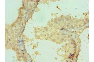 Immunohistochemistry of paraffin-embedded human testis tissue using ABIN7149062 at dilution of 1:100 (CRISP2 antibody  (AA 22-243))