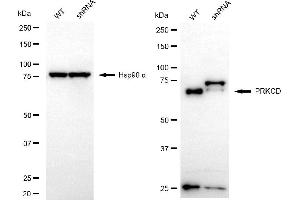 Western blotting analysis using PRKCD antibody (ABIN7799994). (PKC delta antibody)