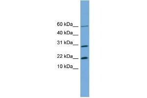 WB Suggested Anti-PRR13 Antibody Titration: 0. (Proline Rich 13 antibody  (N-Term))