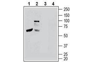 Western Blotting (WB) image for anti-Calcitonin Receptor-Like (CALCRL) (AA 127-140), (Extracellular) antibody (ABIN7042979)