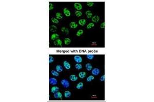 Immunofluorescence (IF) image for anti-Histone Deacetylase 1 (HDAC1) antibody (ABIN2854776)