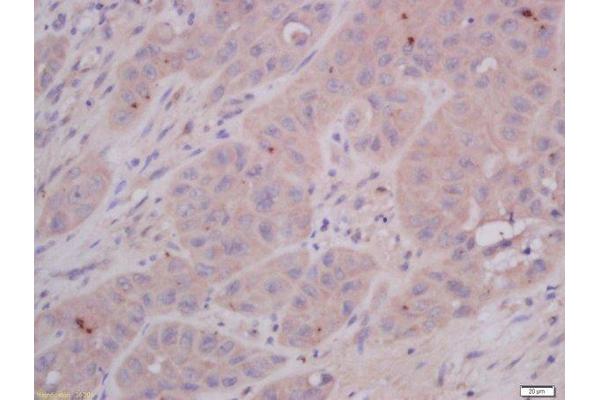 COMMD4 antibody  (AA 1-100)