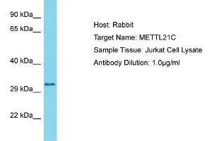 Host: Rabbit Target Name: METTL21C Sample Type: Jurkat Whole Cell lysates Antibody Dilution: 1. (METTL21C antibody  (N-Term))