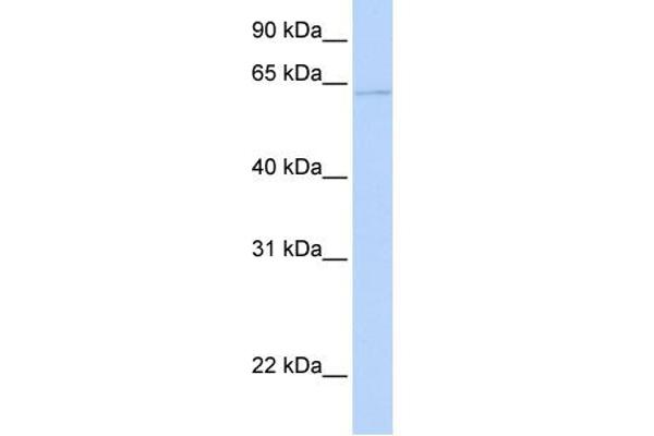 PPAT antibody  (C-Term)