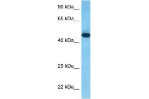 Host:  Rabbit  Target Name:  T23O  Sample Type:  RPMI-8226 Whole Cell lysates  Antibody Dilution:  1. (TDO2 antibody  (C-Term))