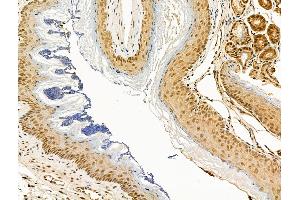 ABIN6264442 and ABIN6268918 at 1/100 staining Mouse colorectal tissue by IHC-P. (F2RL3 antibody  (C-Term))