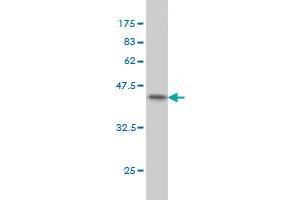 Western Blot detection against Immunogen (46. (PEBP1 antibody  (AA 1-187))