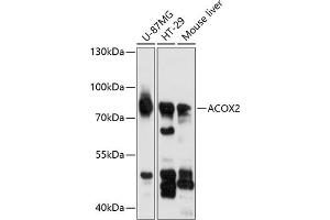 Western blot analysis of extracts of various cell lines, using  antibody (ABIN6130862, ABIN6136444, ABIN6136445 and ABIN6216549) at 1:3000 dilution. (Acox2 antibody  (AA 1-150))