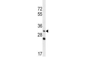 WNT3A antibody western blot analysis in NCI-H292 lysate. (WNT3A antibody  (AA 151-180))