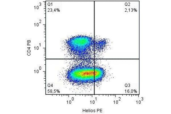 IKZF2 antibody  (AA 51-107)