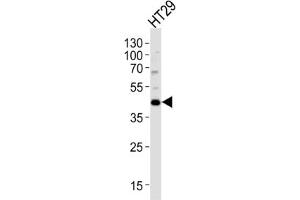 Western Blotting (WB) image for anti-Kruppel-Like Factor 4 (Gut) (KLF4) antibody (ABIN3001587) (KLF4 antibody)