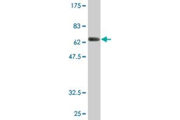 FNTB antibody  (AA 1-437)