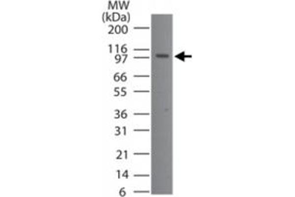 TMEM123 antibody  (AA 173-188)