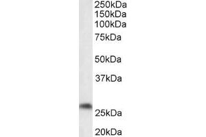 ABIN987281 (0. (PTGDS antibody  (Internal Region))