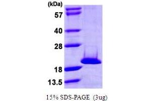 SDS-PAGE (SDS) image for NME/NM23 Nucleoside Diphosphate Kinase 4 (NME4) (AA 33-187) protein (His tag) (ABIN667445) (NME4 Protein (AA 33-187) (His tag))