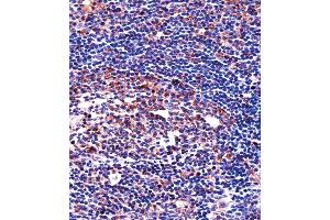 QPRT Antibody immunohistochemistry analysis in formalin fixed and paraffin embedded human tonsil tissue followed by peroxidase conjugation of the secondary antibody and DAB staining. (QPRT antibody  (C-Term))