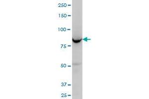 OSBPL8 monoclonal antibody (M02), clone 4H6. (OSBPL8 antibody  (AA 244-346))