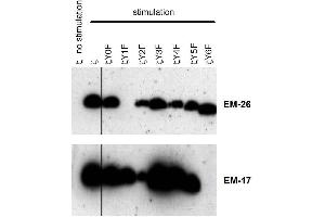 Western Blotting (WB) image for anti-CD247 Molecule (CD247) (Tyr72) antibody (ABIN2749060)