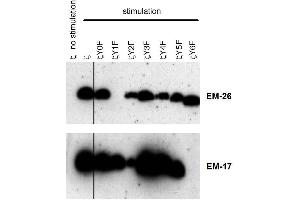 Reactivity of the monoclonal antibodies EM-26 (anti-CD3 zeta phospho-Tyr72) and EM-17 (anti-CD3 zeta phospho-Tyr153) with phosphorylated particular human CD3 zeta mutants. (CD247 antibody  (Tyr72))