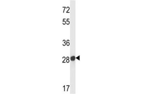 Olfr545 antibody  (AA 281-308)