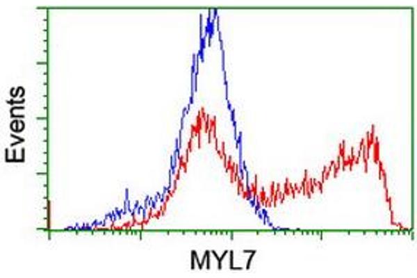 MYL7 antibody
