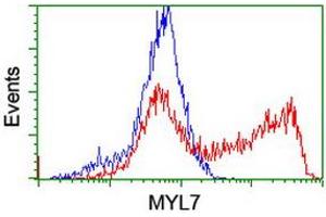MYL7 抗体