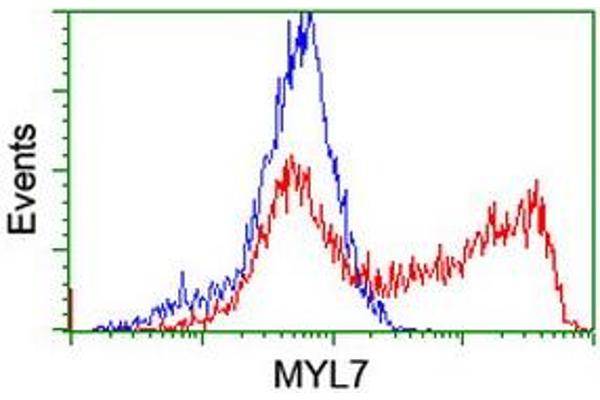 MYL7 anticorps