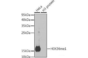 Western blot analysis of extracts of various cell lines using MonoMethyl-Histone H3-K36 Polyclonal Antibody. (Histone 3 antibody  (meLys36))