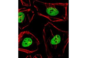 Immunofluorescent analysis of 4 % paraformaldehyde-fixed, 0. (ANAPC2 antibody  (C-Term))