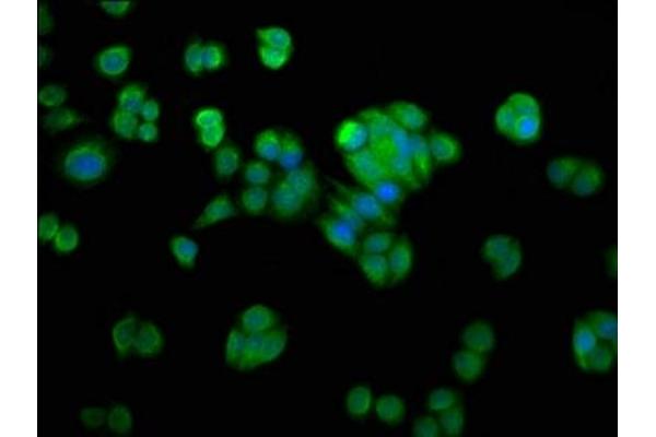 NMRAL1 antibody  (AA 1-299)