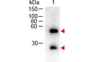 Image no. 1 for Donkey anti-Mouse IgG (Whole Molecule) antibody (HRP) (ABIN300793) (Donkey anti-Mouse IgG (Whole Molecule) Antibody (HRP))