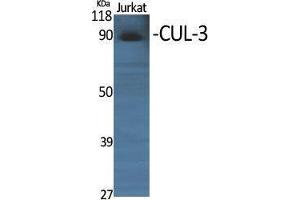 Western Blotting (WB) image for anti-Cullin 3 (CUL3) (N-Term) antibody (ABIN3174605) (Cullin 3 antibody  (N-Term))