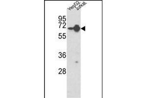 Western blot analysis of HNRPL Antibody (Center) (ABIN650774 and ABIN2839554) in HepG2, Jurkat cell line lysates (35 μg/lane). (HNRNPL antibody  (AA 249-277))
