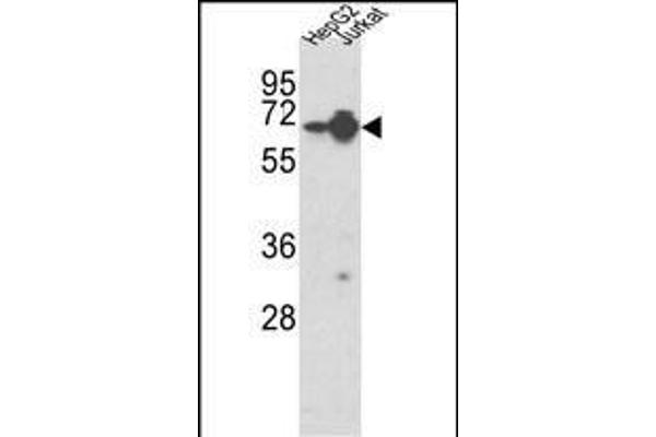 HNRNPL anticorps  (AA 249-277)