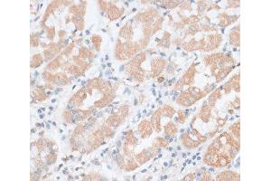 Immunohistochemistry of paraffin-embedded Human stomach using PAEP Polyclonal Antibody at dilution of 1:100 (40x lens). (PAEP antibody)