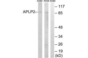 Western Blotting (WB) image for anti-Amyloid beta (A4) Precursor-Like Protein 2 (APLP2) (Internal Region) antibody (ABIN1850752) (APLP2 antibody  (Internal Region))