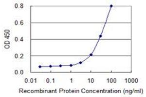 Detection limit for recombinant GST tagged SMCP is 1 ng/ml as a capture antibody. (SMCP antibody  (AA 1-116))