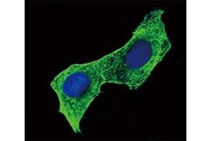 Confocal immunofluorescent analysis of b-Actin antibody with HeLa cells followed by Alexa Fluor 488-conjugated goat anti-mouse lgG (green). (beta Actin antibody)