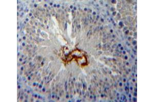 Used in DAB staining on fromalin fixed paraffin-embedded testis tissue (Peroxiredoxin 5 antibody  (AA 1-213))