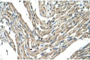 Immunohistochemical staining (Formalin-fixed paraffin-embedded sections) of human muscle with FBXL5 polyclonal antibody  at 4-8 ug/mL working concentration. (FBXL5 antibody  (Internal Region))
