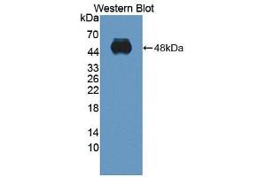 Western blot analysis of the recombinant protein. (ITGA2 antibody  (AA 212-370))