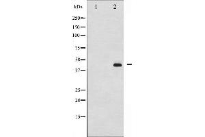 Western blot analysis of MEK1/2 phosphorylation expression in PMA treated 293 whole cell lysates,The lane on the left is treated with the antigen-specific peptide. (MEK1 antibody  (pSer217))