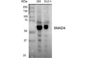 Dot Blot (DB) image for anti-SMAD Family Member 4 (SMAD4) antibody (ABIN1876858) (SMAD4 antibody)